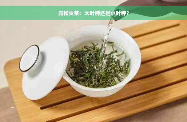 曼松贡茶：大叶种还是小叶种？