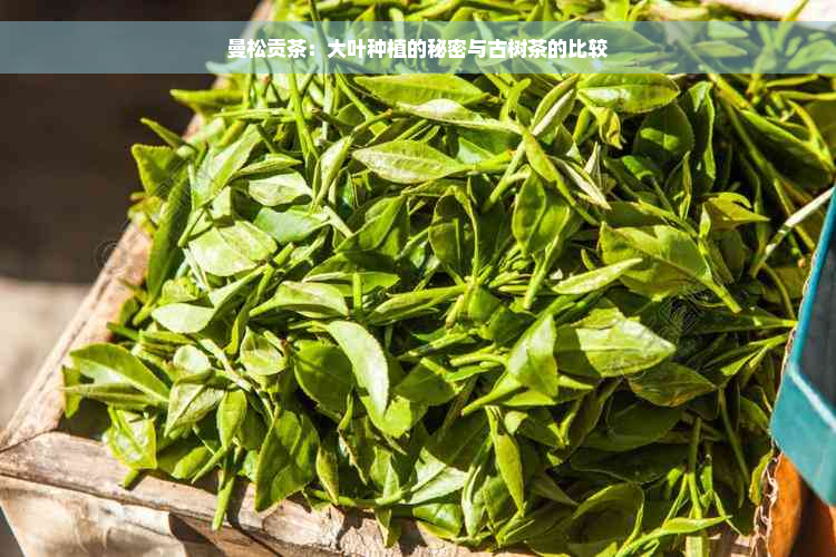 曼松贡茶：大叶种植的秘密与古树茶的比较