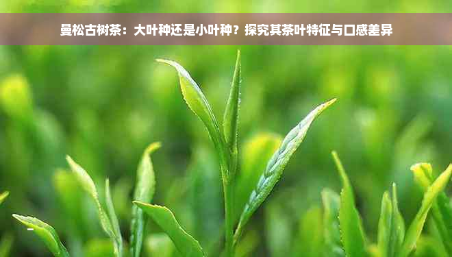 曼松古树茶：大叶种还是小叶种？探究其茶叶特征与口感差异