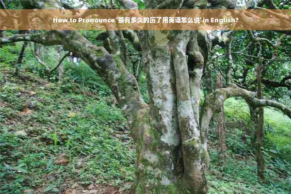 How to Pronounce '茶有多久的历了用英语怎么说' in English?