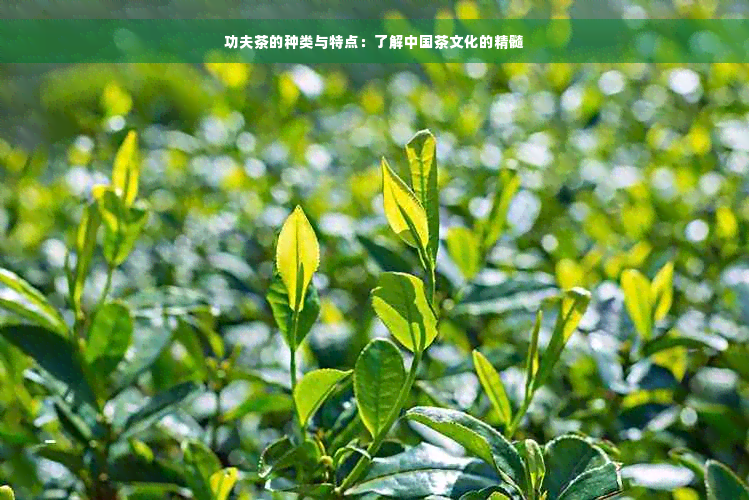 功夫茶的种类与特点：了解中国茶文化的精髓