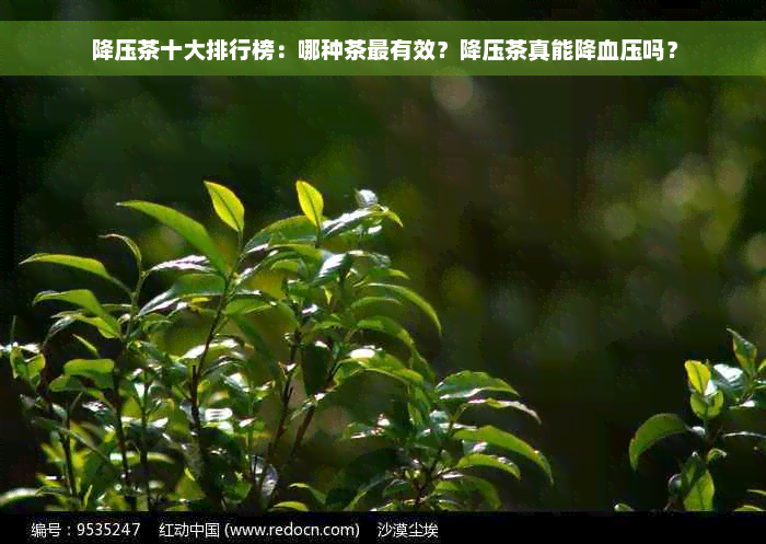 降压茶十大排行榜：哪种茶最有效？降压茶真能降血压吗？