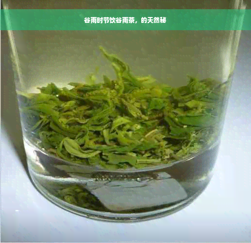 谷雨时节饮谷雨茶，的天然秘