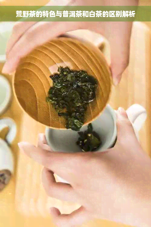荒野茶的特色与普洱茶和白茶的区别解析