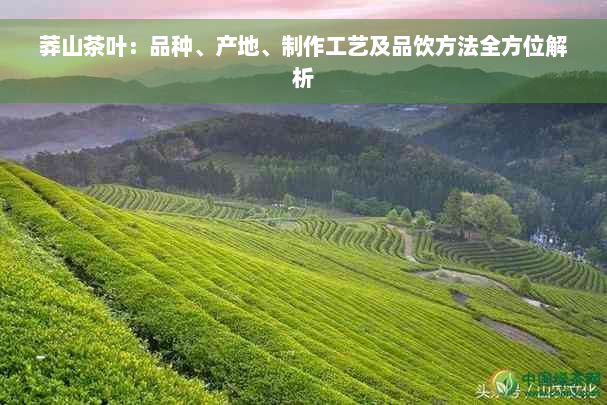 莽山茶叶：品种、产地、制作工艺及品饮方法全方位解析