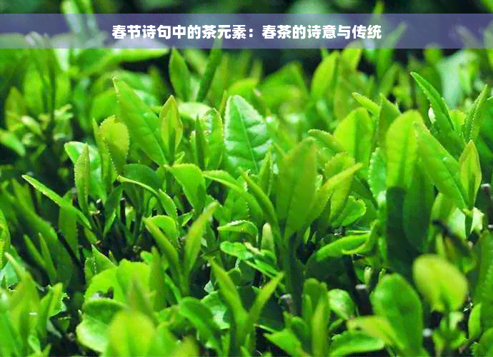 春节诗句中的茶元素：春茶的诗意与传统