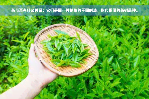 茶与荼有什么关系：它们是同一种植物的不同叫法，指代相同的茶树品种。