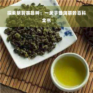 探索明前茶品种：一关于普洱茶的百科全书