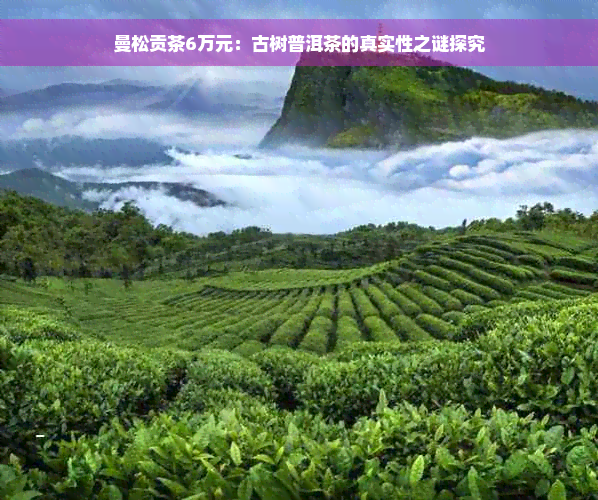 曼松贡茶6万元：古树普洱茶的真实性之谜探究