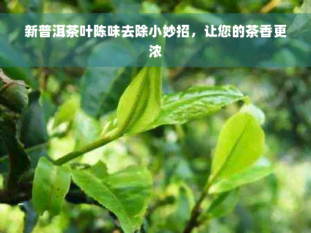 新普洱茶叶陈味去除小妙招，让您的茶香更浓