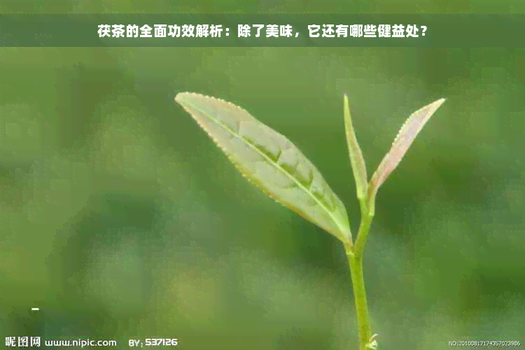 茯茶的全面功效解析：除了美味，它还有哪些健益处？