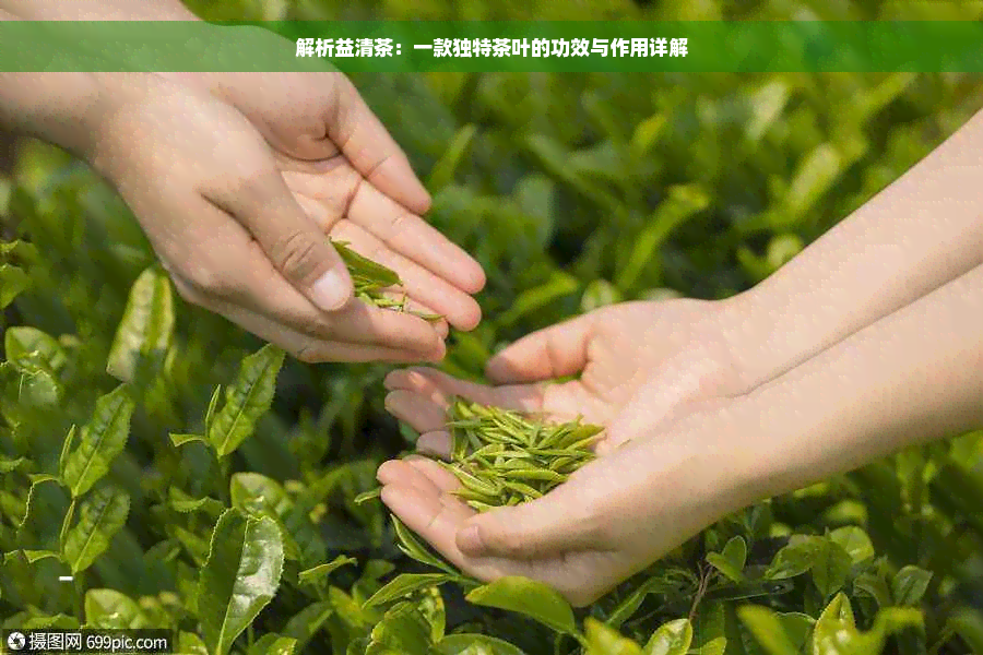 解析益清茶：一款独特茶叶的功效与作用详解