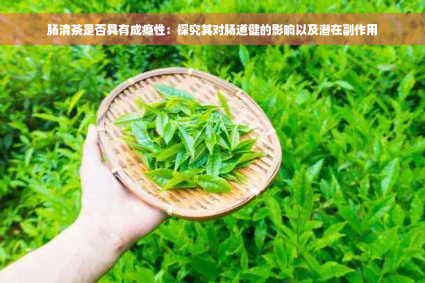 肠清茶是否具有成瘾性：探究其对肠道健的影响以及潜在副作用