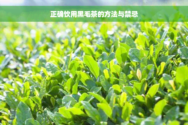 正确饮用黑毛茶的方法与禁忌