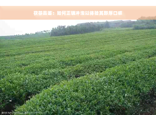 茯茶品鉴：如何正确冲泡以体验其醇厚口感