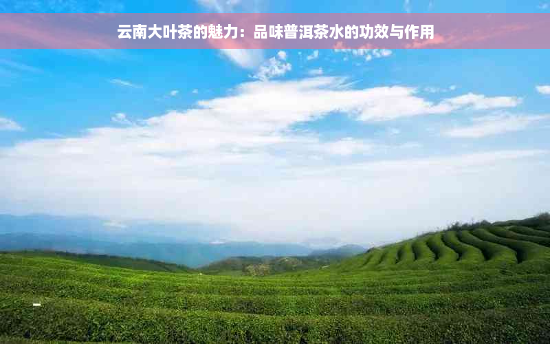 云南大叶茶的魅力：品味普洱茶水的功效与作用