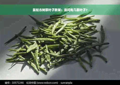 曼松古树茶叶子数量：请问有几颗叶子？