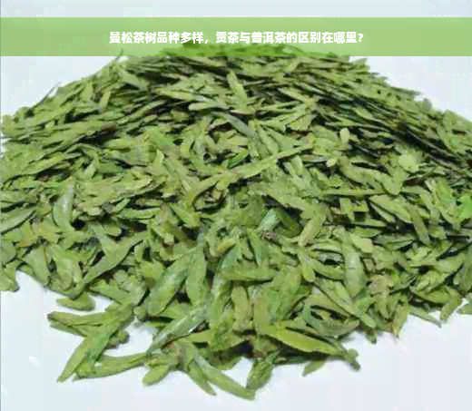 曼松茶树品种多样，贡茶与普洱茶的区别在哪里？