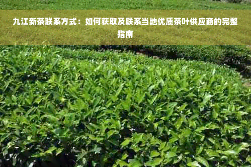 九江新茶联系方式：如何获取及联系当地优质茶叶供应商的完整指南