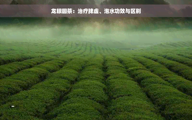 龙眼圆茶：治疗脾虚、泡水功效与区别