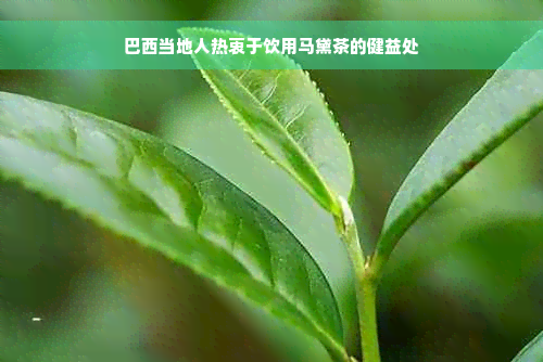 巴西当地人热衷于饮用马黛茶的健益处