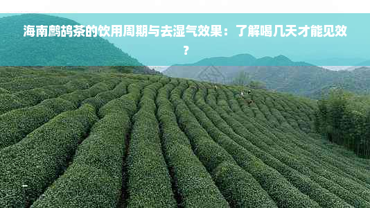 海南鹧鸪茶的饮用周期与去湿气效果：了解喝几天才能见效？