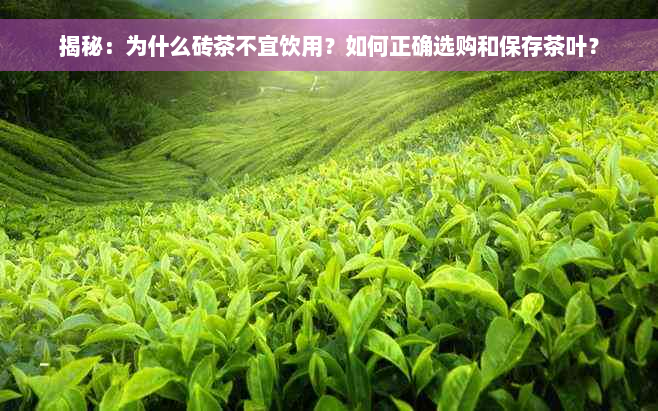 揭秘：为什么砖茶不宜饮用？如何正确选购和保存茶叶？