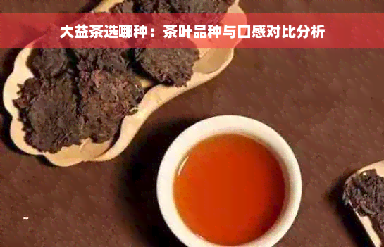 大益茶选哪种：茶叶品种与口感对比分析