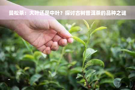曼松茶：大叶还是中叶？探讨古树普洱茶的品种之谜