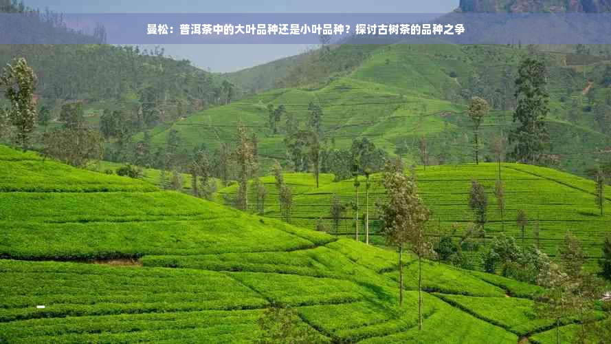 曼松：普洱茶中的大叶品种还是小叶品种？探讨古树茶的品种之争