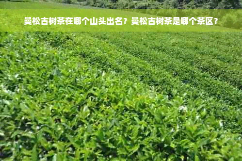 曼松古树茶在哪个山头出名？曼松古树茶是哪个茶区？