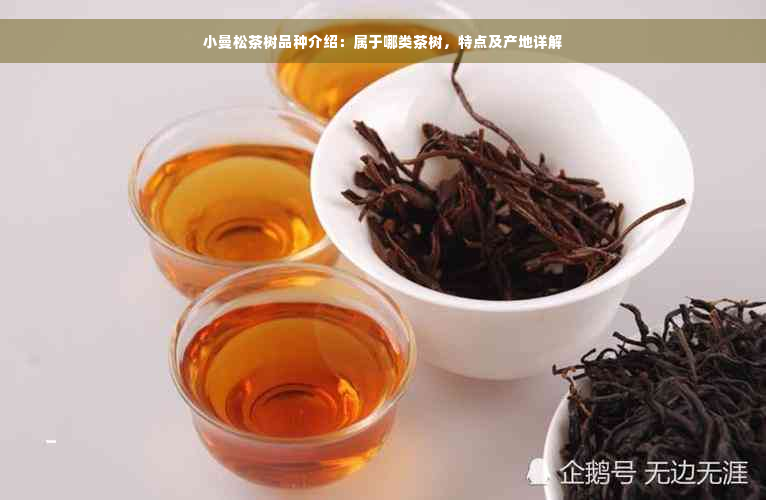 小曼松茶树品种介绍：属于哪类茶树，特点及产地详解