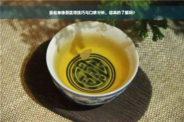 曼松单株茶栽培技巧与口感分析，你真的了解吗？