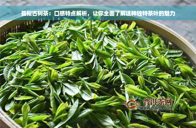 曼松古树茶：口感特点解析，让你全面了解这种独特茶叶的魅力