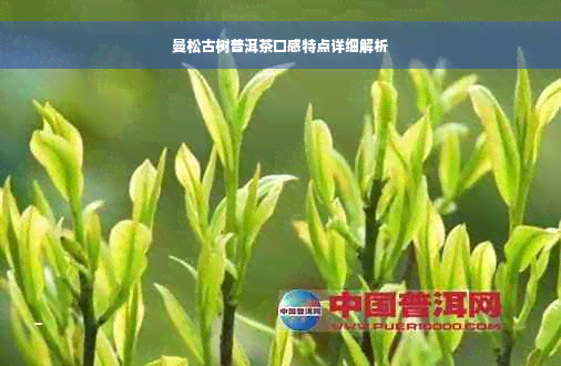 曼松古树普洱茶口感特点详细解析