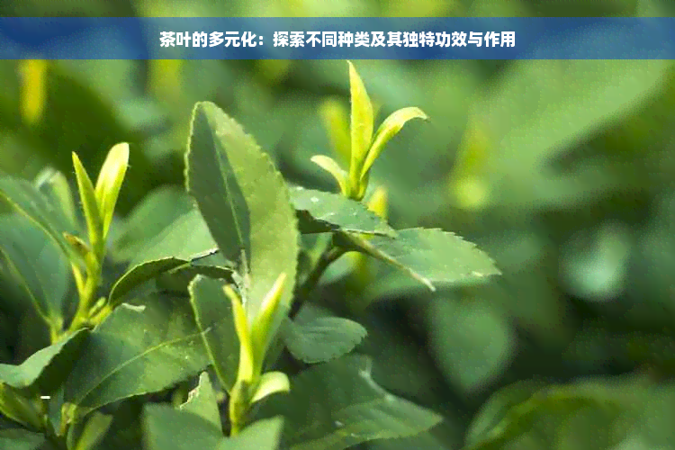 茶叶的多元化：探索不同种类及其独特功效与作用