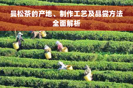 曼松茶的产地、制作工艺及品尝方法全面解析