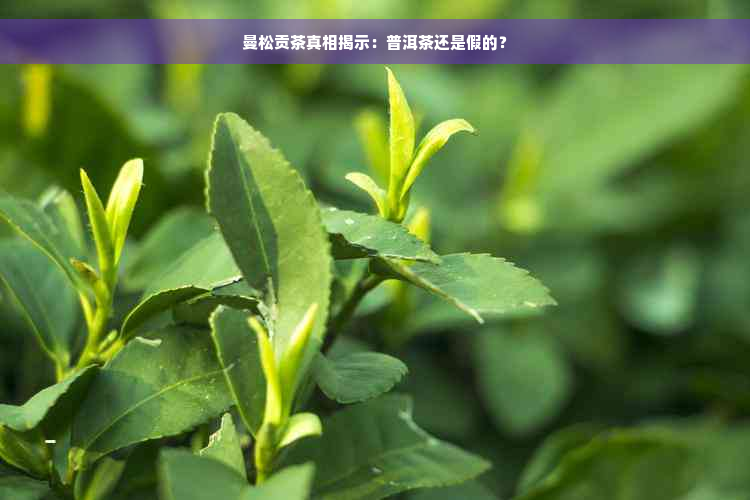 曼松贡茶真相揭示：普洱茶还是假的？