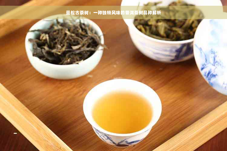 曼松古茶树：一种独特风味的普洱茶树品种解析