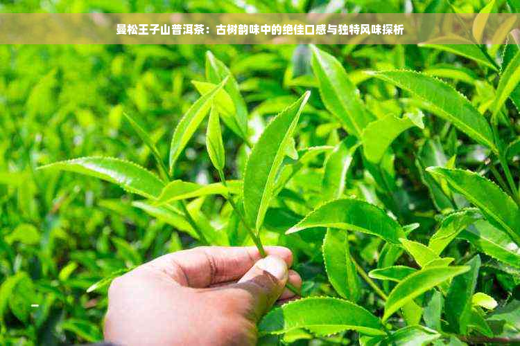 曼松王子山普洱茶：古树韵味中的绝佳口感与独特风味探析