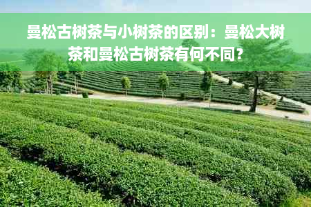 曼松古树茶与小树茶的区别：曼松大树茶和曼松古树茶有何不同？