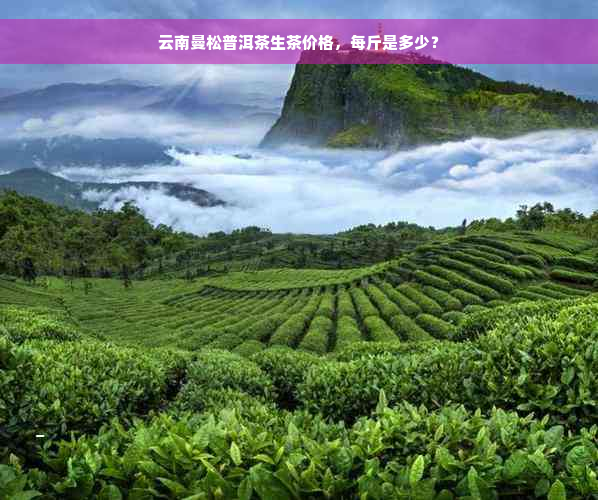 云南曼松普洱茶生茶价格，每斤是多少？