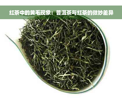 红茶中的黄毛现象：普洱茶与红茶的微妙差异