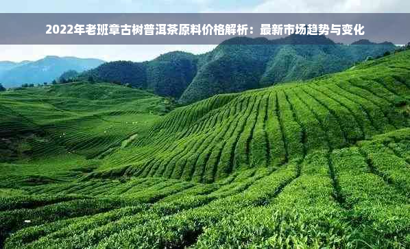 2022年老班章古树普洱茶原料价格解析：最新市场趋势与变化