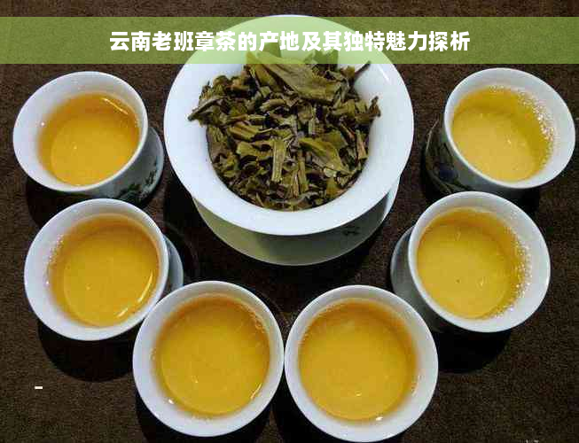 云南老班章茶的产地及其独特魅力探析