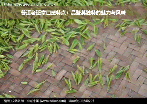 普洱老班章口感特点：品鉴其独特的魅力与风味