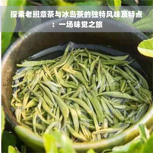 探索老班章茶与冰岛茶的独特风味及特点：一场味觉之旅