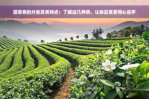 班章茶的分类及其特点：了解这几种茶，让你品茗更得心应手