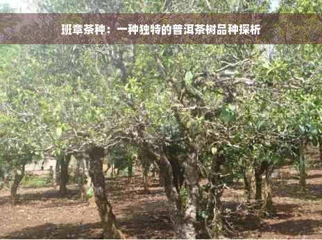 班章茶种：一种独特的普洱茶树品种探析
