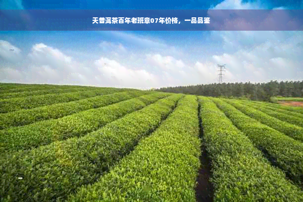 天普洱茶百年老班章07年价格，一品品鉴